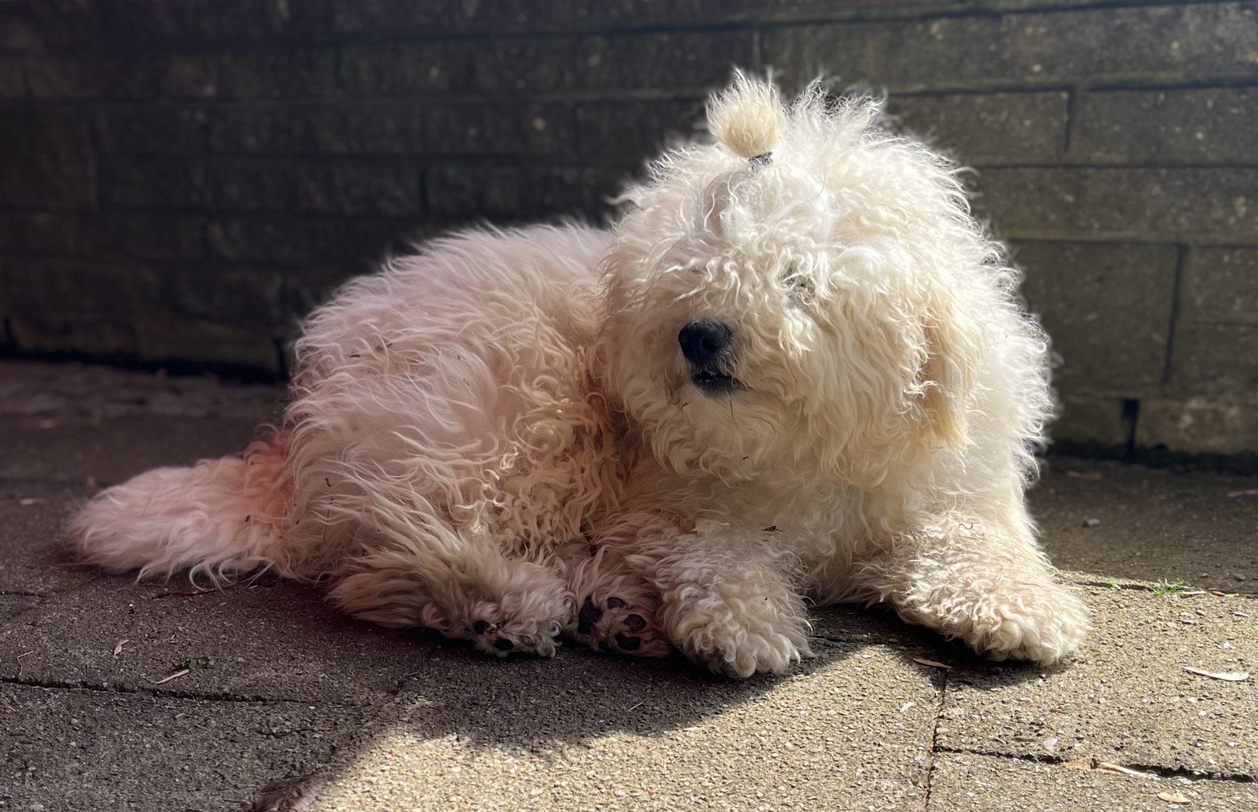 „Der Puli polarisiert!“